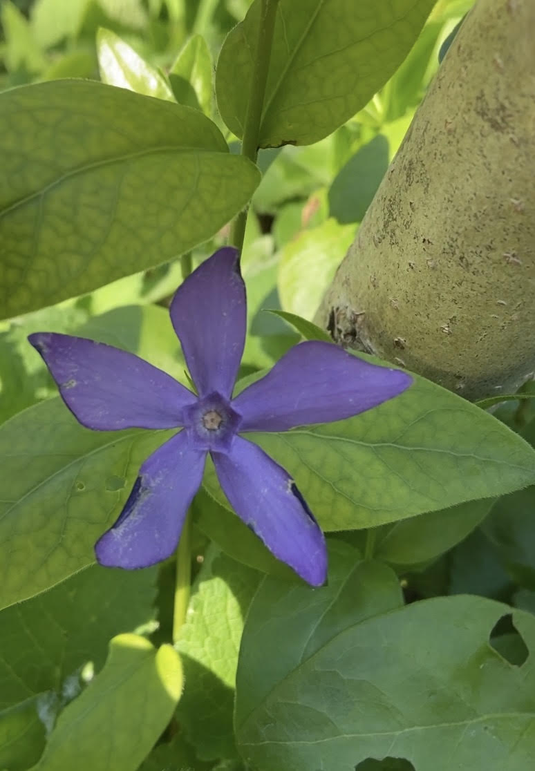 The Flower Essence Diaries ~ My first ever Flower Essence Collection | Periwinkle