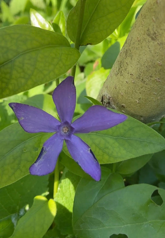 The Flower Essence Diaries ~ My first ever Flower Essence Collection | Periwinkle